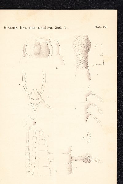 Elminti della Croazia