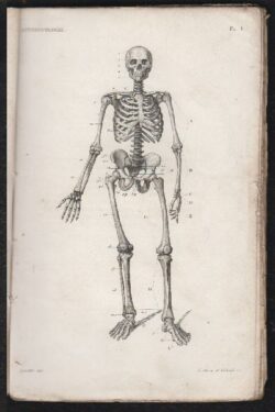 Atlas de Vingt Planches d'Anatomie