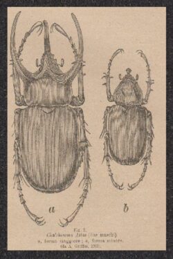 Strane variazioni individuali in alcune specie di Coleotteri